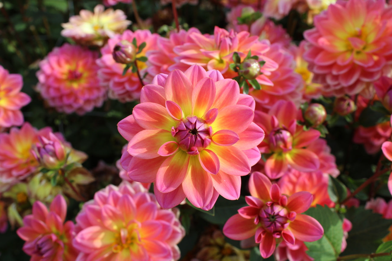 Dahlia 'Pacific View'