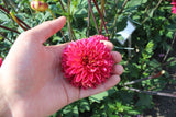 Dahlia 'Alyshia'