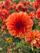 Dahlia 'American Sunset'