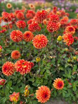 Dahlia 'American Sunset'