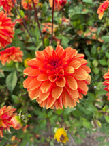 Dahlia 'American Sunset'