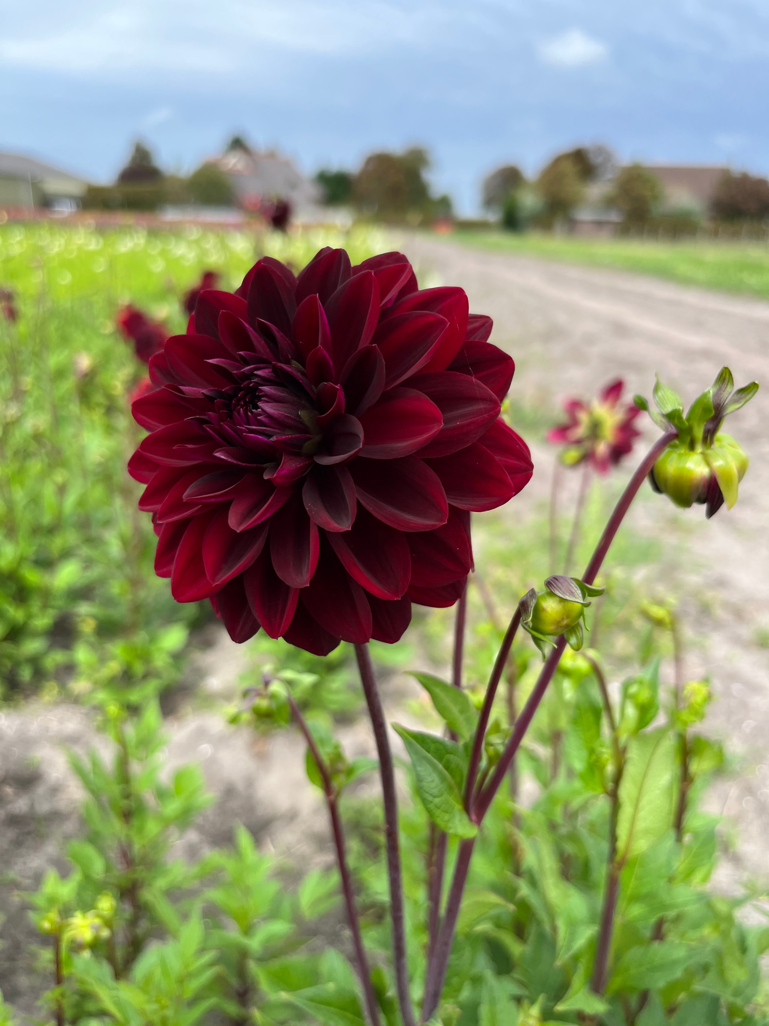 Dahlia 'Arabian Night'