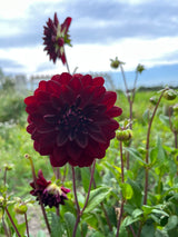 Dahlia 'Arabian Night'