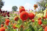 Dahlia 'Bantling'