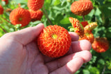 Dahlia 'Bantling'