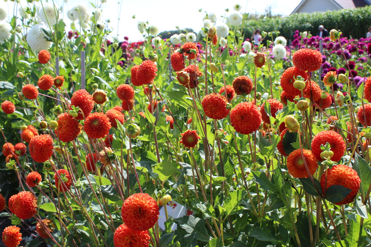 Dahlia 'Bantling'