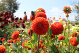 Dahlia 'Bantling'