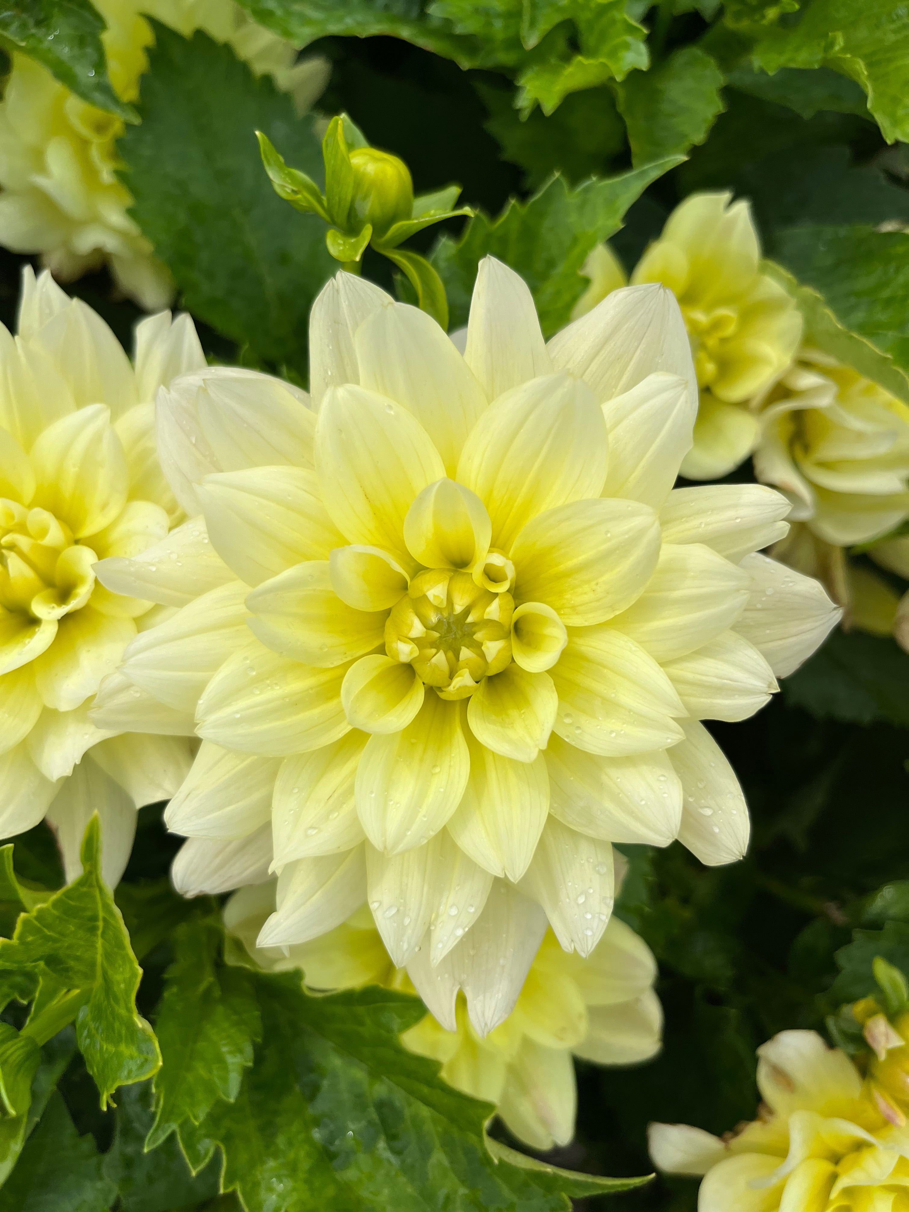 Dahlia 'Berliner Lemon'