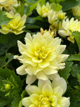 Dahlia 'Berliner Lemon'