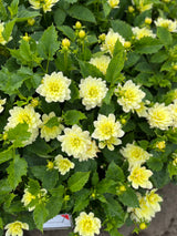 Dahlia 'Berliner Lemon'