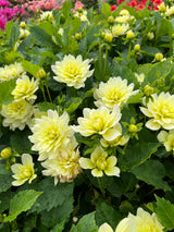 Dahlia 'Berliner Lemon'