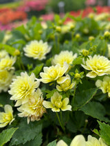 Dahlia 'Berliner Lemon'