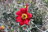 Dahlia 'Bishop of Auckland'