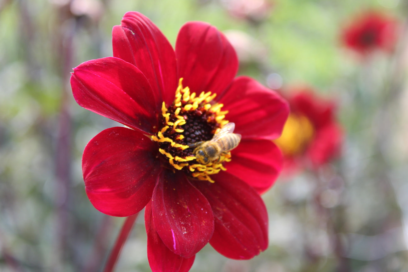 Dahlia 'Bishop of Auckland'