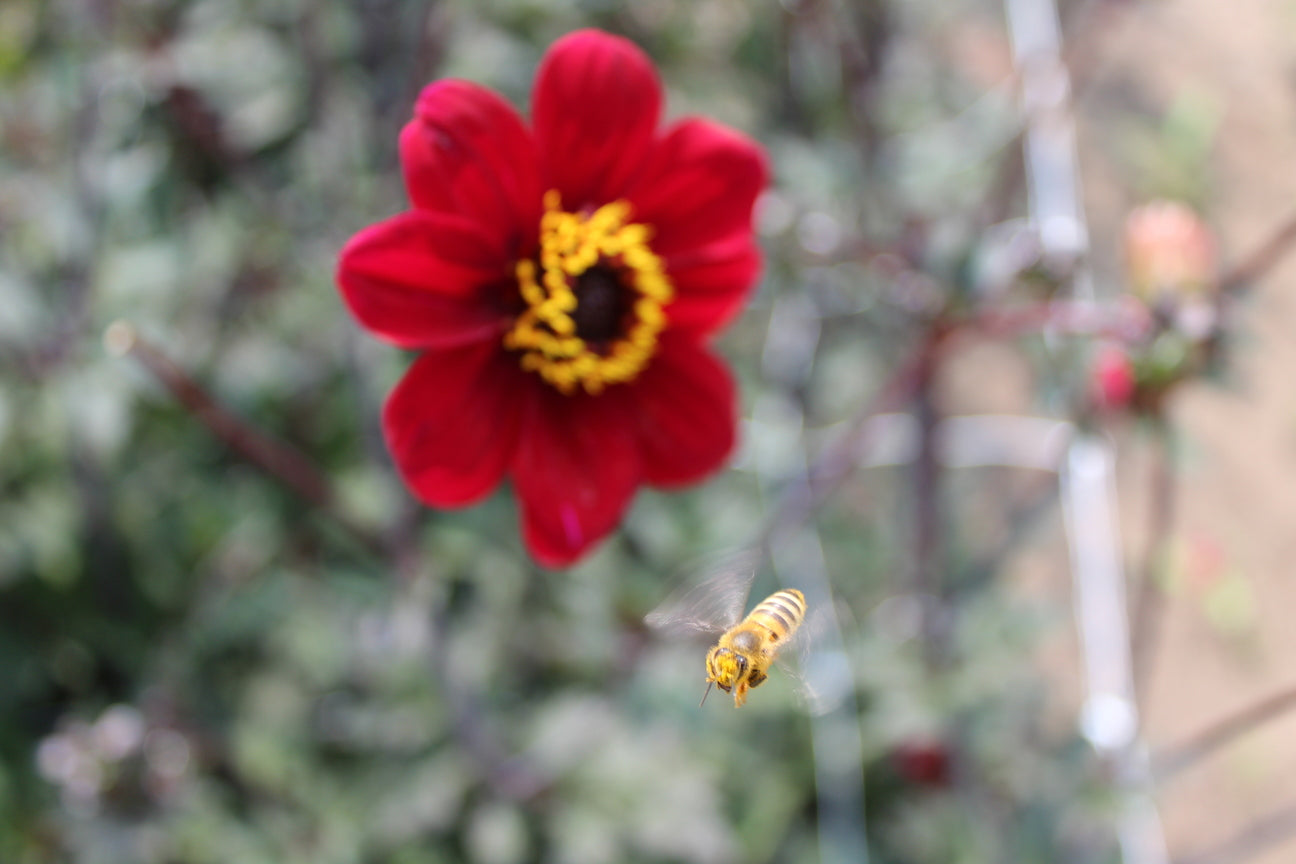 Dahlia 'Bishop of Auckland'