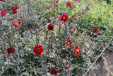 Dahlia 'Bishop of Auckland'