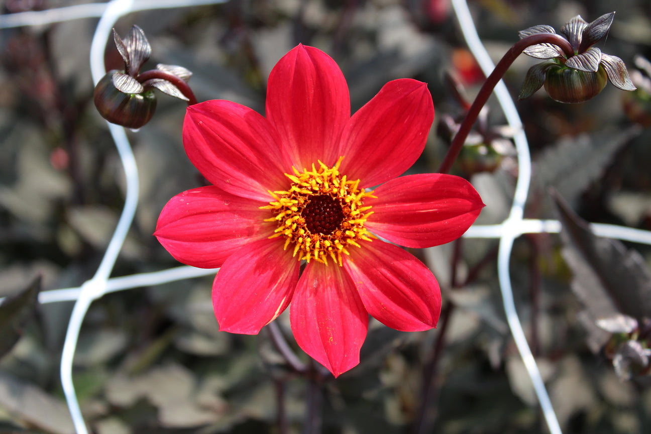 Dahlia 'Bishop of Canterbury'