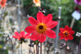 Dahlia 'Bishop of Canterbury'