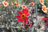 Dahlia 'Bishop of Canterbury'