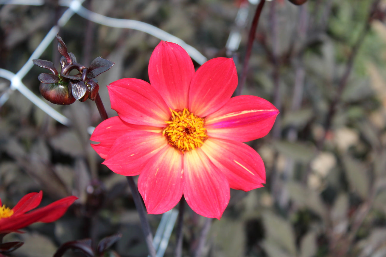 Dahlia 'Bishop of Canterbury'