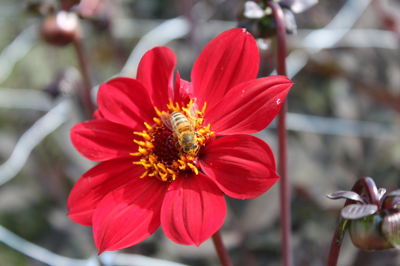 Dahlia 'Bishop of Canterbury'