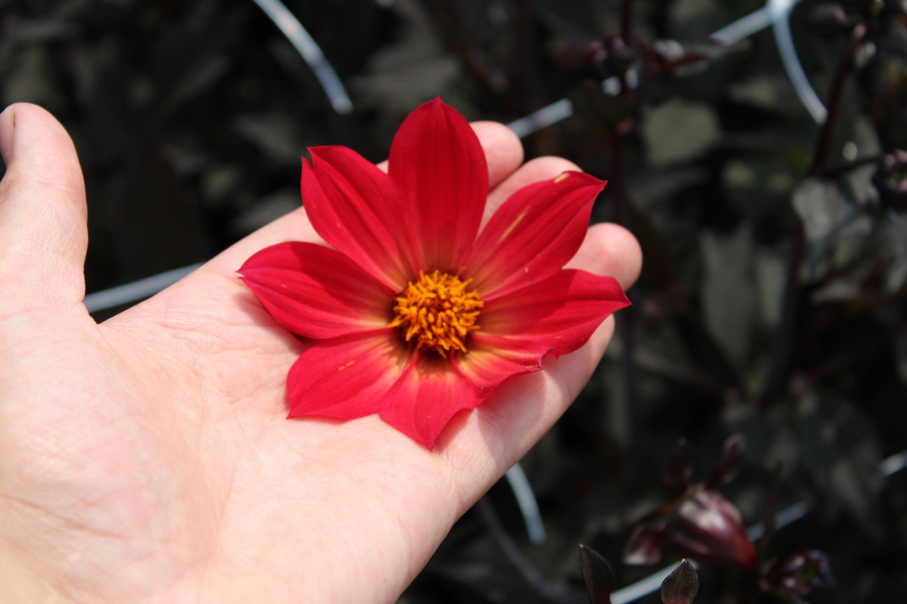 Dahlia 'Bishop of Canterbury'