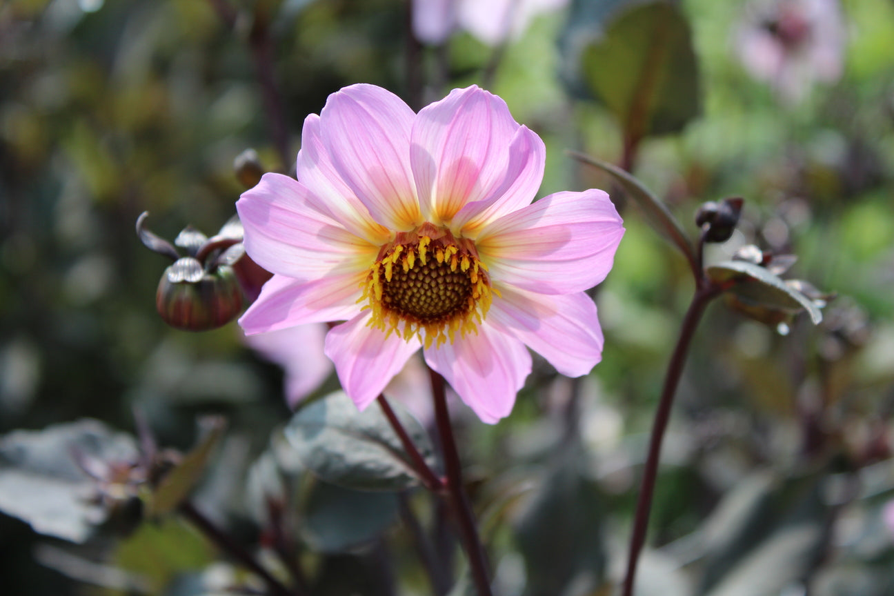 Dahlia 'Bishop of Dover'