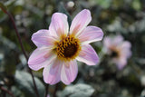 Dahlia 'Bishop of Dover'