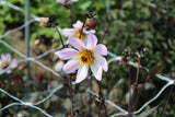 Dahlia 'Bishop of Dover'