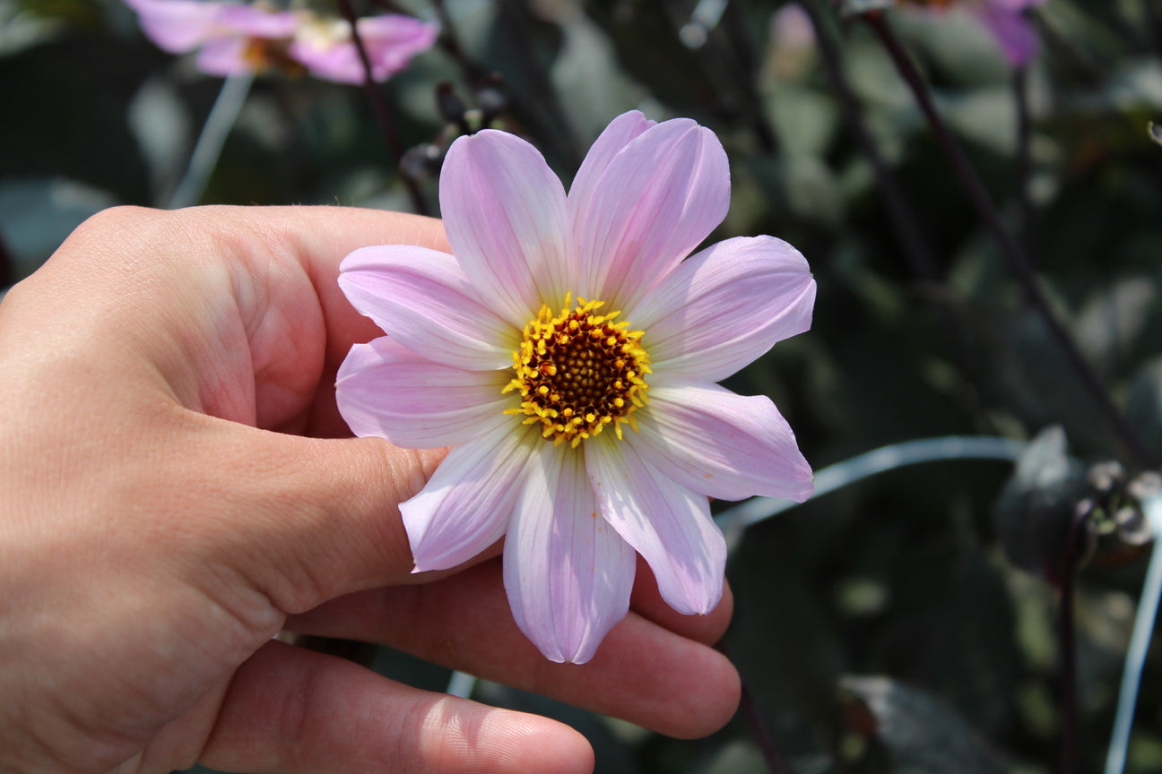 Dahlia 'Bishop of Dover'