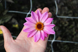 Dahlia 'Bishop of Leicester'