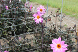 Dahlia 'Bishop of Leicester'