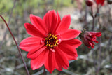 Dahlia 'Bishop of Llandaff'