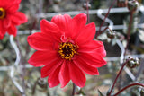 Dahlia 'Bishop of Llandaff'