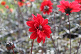 Dahlia 'Bishop of Llandaff'