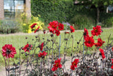 Dahlia 'Bishop of Llandaff'