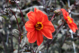 Dahlia 'Bishop of Oxford'