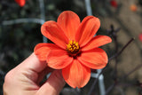 Dahlia 'Bishop of Oxford'