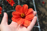 Dahlia 'Bishop of Oxford'