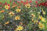 Dahlia 'Bishop of York'