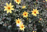 Dahlia 'Bishop of York'