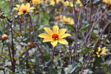 Dahlia 'Bishop of York'