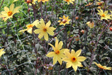 Dahlia 'Bishop of York'