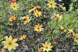 Dahlia 'Bishop of York'