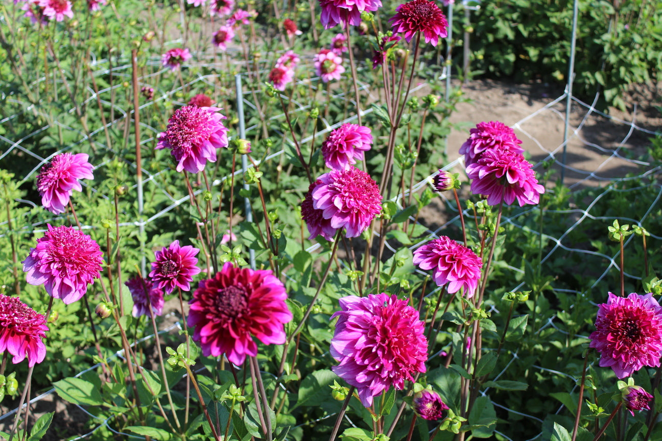 Dahlia 'Blue Bayou'