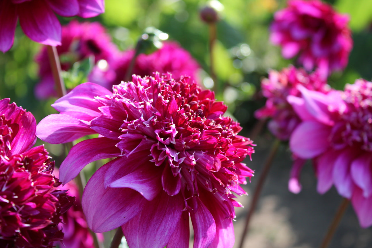 Dahlia 'Blue Bayou'