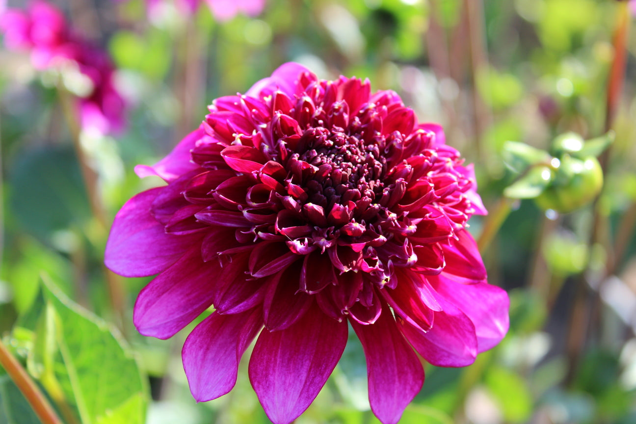 Dahlia 'Blue Bayou'