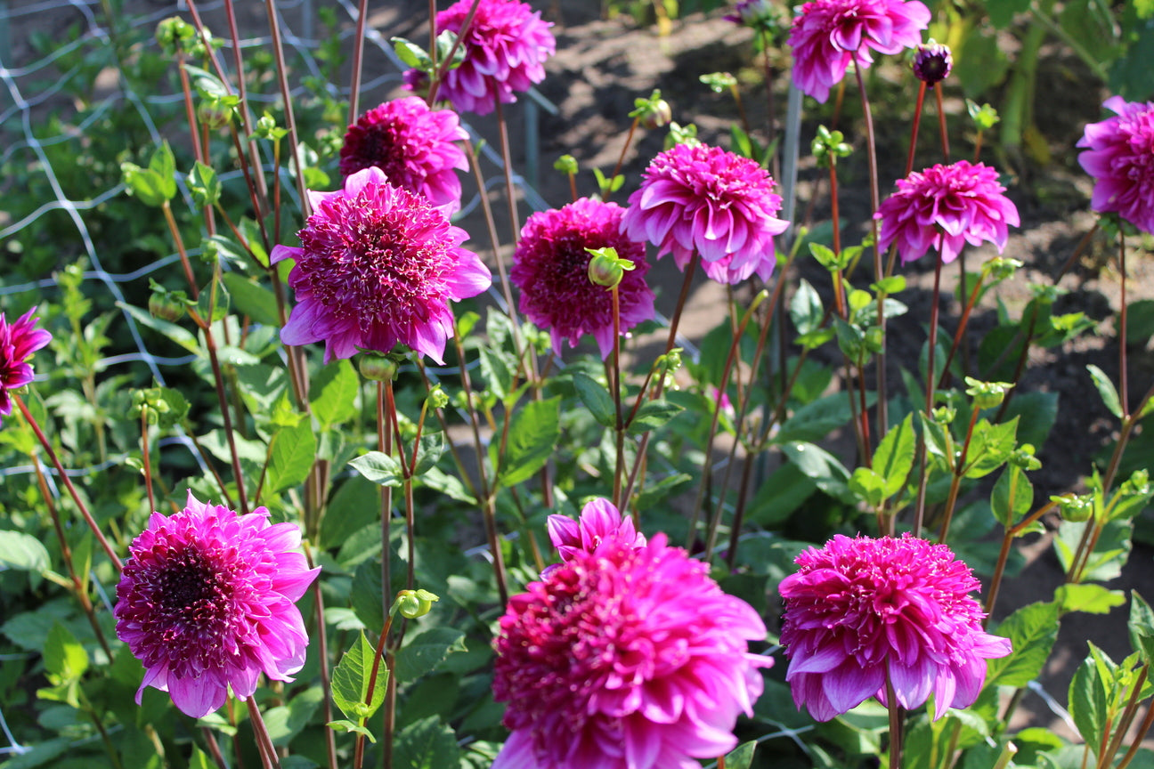 Dahlia 'Blue Bayou'