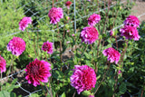 Dahlia 'Blue Bayou'