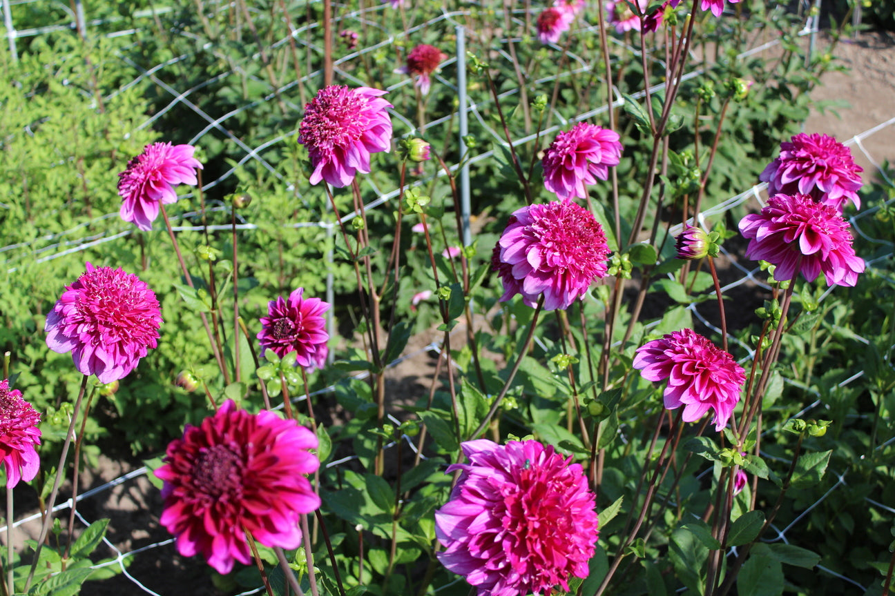 Dahlia 'Blue Bayou'